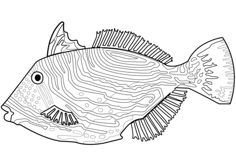 Balistapus Undulatus Coloring Page